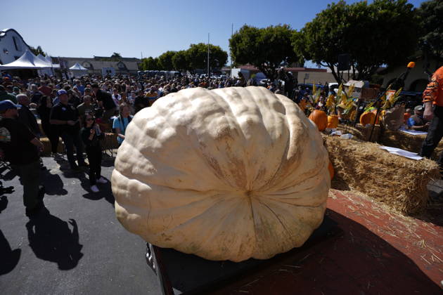 53rd Annual Safeway World Championship Pumpkin Weigh-Off in Half Moon Bay HALF MOON BAY, CA - OCTOBER 12: Travis Gienger from Anoka, Minnesota won with his giant pumpkin weighted 2,389 pound during the 53rd annual Safeway World Championship Pumpkin Weigh-Off is held at the I.D.E.S. Grounds in Half Moon Bay, California, United States on October 12, 2026. Tayfun Coskun Anadolu California United States. Editorial use only. Please get in touch for any other usage.  Copyright: x2026xAnadoluxTayfunxCoskunx