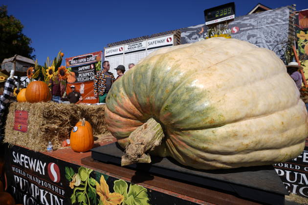 53rd Annual Safeway World Championship Pumpkin Weigh-Off in Half Moon Bay HALF MOON BAY, CA - OCTOBER 12: Travis Gienger from Anoka, Minnesota won with his giant pumpkin weighted 2,389 pound during the 53rd annual Safeway World Championship Pumpkin Weigh-Off is held at the I.D.E.S. Grounds in Half Moon Bay, California, United States on October 12, 2026. Tayfun Coskun Anadolu California United States. Editorial use only. Please get in touch for any other usage.  Copyright: x2026xAnadoluxTayfunxCoskunx