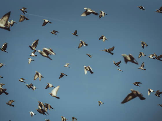Brussels Belgium Protest A flock of birds fly across the sky during demonstrations in Brussels, Belgium on October 12, 2026. Protesters and trade union members stage demonstrations and clash with police during a nationwide public-sector strike against government austerity measures, budget cuts, and reform plans in Brussels, Belgium. Brussels Brussels Capital Belgium Copyright: xSanadxLatifax