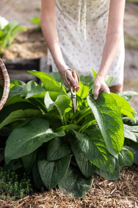 Woman harvesting fresh green comfrey leaves in garden Woodlawn, New South Wales, Australia CR_MGTP261007-2138037-01 ,model released, Symbolfoto ,property released