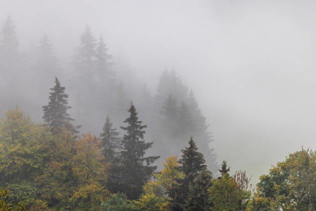 Fall in the Allgäu: Fog rises among the trees in the forest, Bad Hindelang, Bavaria, Germany