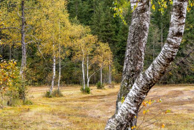 Fall in the Allgäu: A view of the fall landscape at Schwansee, Schwangau, Bavaria, Germany