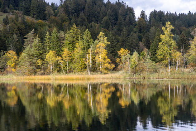 Fall in the Allgäu: A view of the fall landscape at Schwansee, Schwangau, Bavaria, Germany