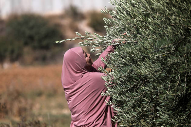 Olive harvest in West Bank BEIT AWWA, WEST BANK, PALESTINE - OCTOBER 15: A Palestinian farmer harvests olives in an olive grove near the separation wall built by Israel in the town of Beit Awwa, west of Hebron, West Bank, Palestine, on October 15, 2026. Palestinian farmers frequently face attacks by Israeli forces and Israeli settlers during the ongoing olive harvest season. Mamoun Wazwaz Anadolu Beit Awwa West Bank. Editorial use only. Please get in touch for any other usage. Copyright: x2026xAnadoluxMamounxWazwazx