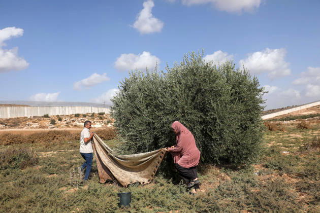 Olive harvest in West Bank BEIT AWWA, WEST BANK, PALESTINE - OCTOBER 15: Palestinian farmers harvest olives in an olive grove near the separation wall built by Israel in the town of Beit Awwa, west of Hebron, West Bank, Palestine, on October 15, 2026. Palestinian farmers frequently face attacks by Israeli forces and Israeli settlers during the ongoing olive harvest season. Mamoun Wazwaz Anadolu Beit Awwa West Bank. Editorial use only. Please get in touch for any other usage. Copyright: x2026xAnadoluxMamounxWazwazx
