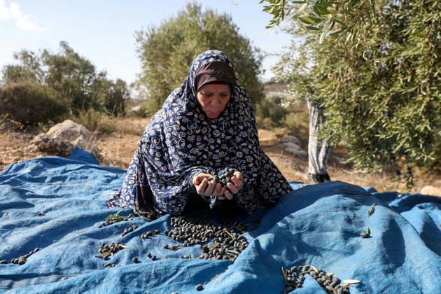 Olive harvest in West Bank BEIT AWWA, WEST BANK, PALESTINE - OCTOBER 15: A Palestinian farmer harvests olives in an olive grove near the separation wall built by Israel in the town of Beit Awwa, west of Hebron, West Bank, Palestine, on October 15, 2026. Palestinian farmers frequently face attacks by Israeli forces and Israeli settlers during the ongoing olive harvest season. Mamoun Wazwaz Anadolu Beit Awwa West Bank. Editorial use only. Please get in touch for any other usage. Copyright: x2026xAnadoluxMamounxWazwazx