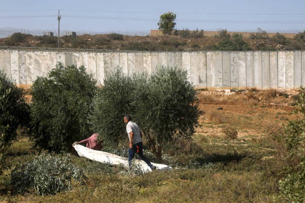 Olive harvest in West Bank BEIT AWWA, WEST BANK, PALESTINE - OCTOBER 15: Palestinian farmers harvest olives in an olive grove near the separation wall built by Israel in the town of Beit Awwa, west of Hebron, West Bank, Palestine, on October 15, 2026. Palestinian farmers frequently face attacks by Israeli forces and Israeli settlers during the ongoing olive harvest season. Mamoun Wazwaz Anadolu Beit Awwa West Bank. Editorial use only. Please get in touch for any other usage. Copyright: x2026xAnadoluxMamounxWazwazx