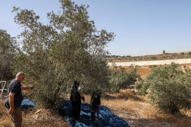 Olive harvest in West Bank BEIT AWWA, WEST BANK, PALESTINE - OCTOBER 15: Palestinian farmers harvest olives in an olive grove near the separation wall built by Israel in the town of Beit Awwa, west of Hebron, West Bank, Palestine, on October 15, 2026. Palestinian farmers frequently face attacks by Israeli forces and Israeli settlers during the ongoing olive harvest season. Mamoun Wazwaz Anadolu Beit Awwa West Bank. Editorial use only. Please get in touch for any other usage. Copyright: x2026xAnadoluxMamounxWazwazx