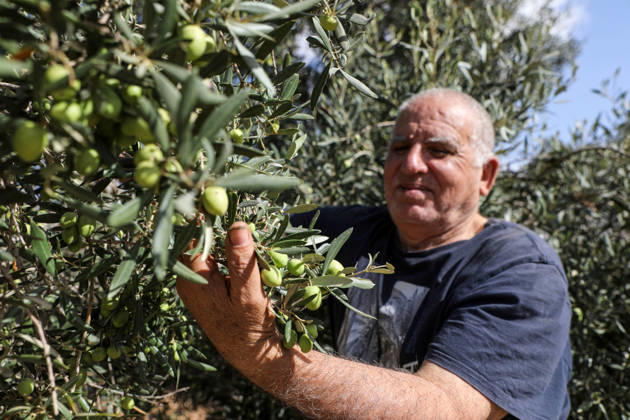 Olive harvest in West Bank BEIT AWWA, WEST BANK, PALESTINE - OCTOBER 15: A Palestinian farmer harvests olives in an olive grove near the separation wall built by Israel in the town of Beit Awwa, west of Hebron, West Bank, Palestine, on October 15, 2026. Palestinian farmers frequently face attacks by Israeli forces and Israeli settlers during the ongoing olive harvest season. Mamoun Wazwaz Anadolu Beit Awwa West Bank. Editorial use only. Please get in touch for any other usage. Copyright: x2026xAnadoluxMamounxWazwazx