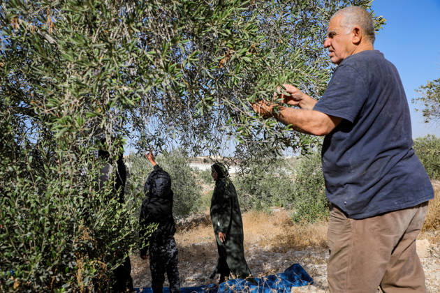 Palestinian Farmers Harvest Olives Near Barrier West of Hebron Palestinian farmers pick olives during the harvest season in a field in the village of Beit Awwa, west of Hebron, in the occupied West Bank, on October 15, 2026, near the Israeli separation barrier. Photo by Mamoun Wazwaz apaimages Hebron West Bank Palestinian Territory 151026_Hebron_MW_00(2) Copyright: xapaimagesxMamounxWazwazx xapaimagesx