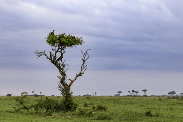 Creative Highlights World A wake of vultures resting in a single tree on the savanna Kikarara, Mkoa wa Magharibi, Uganda CR_JFZH261017-2143644-01 ,model released, Symbolfoto ,property released