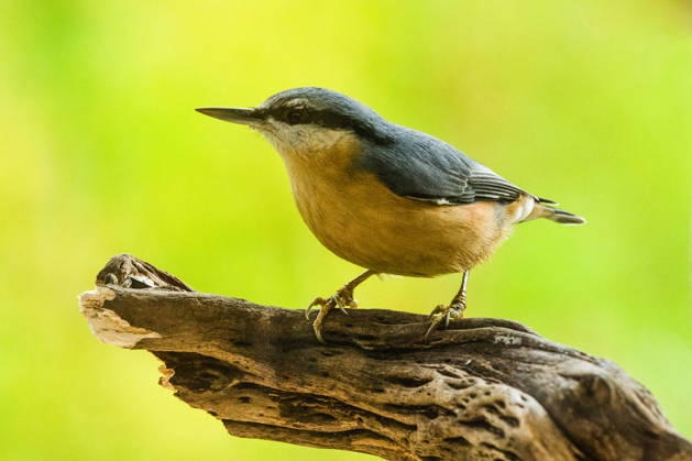 A nuthatch (Sitta europaea) perched on a branch in Leutkirch, Baden-Württemberg, Germany. A nuthatch is perched on a branch