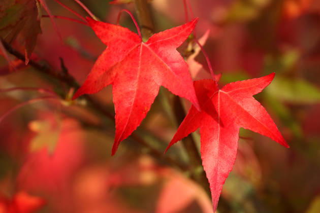 Leaves of the sweetgum tree (Liquidambar styraciflua) in brilliant red. Now autumn is setting in, and winter is on its way. Autumn scenes in Herleshausen, Germany, GER, Germany, October 16, 2026 An American sweetgum tree in the Ringgau low mountain range of Hesse, set against a blue-and-white sky in bright sunshine