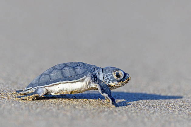 fake Hawksbill sea turtle, fake Crab Caretta Caretta , Fresh geschluepfte fake Crab runs Via the Beach ins Sea, Cyprus, Ineia Loggerhead Sea turtle, loggerhead, Loggerhead Turtle Caretta Caretta , newly hatched Loggerhead Sea Turtle Walking Over The Beach to The ocean, Cyprus, Ineia BLWS755287 Copyright: xblickwinkel M.xWoikex