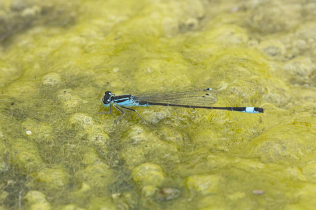 Great Unlucky bubble Ischnura elegans , Men at a Algae mat, Side view, Germany Common ischnura, Blue Tailed Damselfly Ischnura elegans , Male ON to Algae mat, Side view, Germany BLWS755533 Copyright: xblickwinkel F.xHeckerx