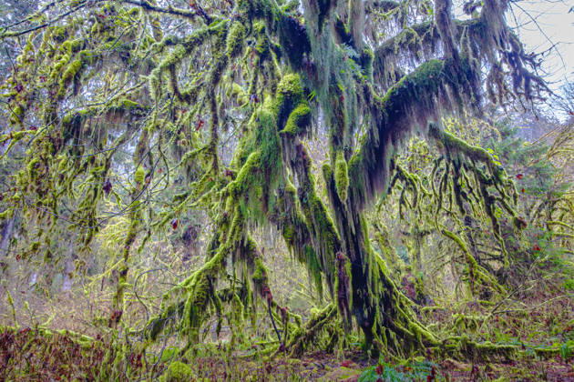 Hoh Rainforest, Olympic National Park  Copyright: x xMichaelxSchertzx xDanitaxDelimontx 7083-70274753