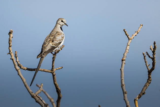 Creative Highlights World Rare Namaqua Doves spotted at wetland in southeastern Turkiye GAZIANTEP, TURKIYE - SEPTEMBER 23: A family of Namaqua doves (Oena capensis), a species rarely seen in Turkiye, has been spotted at Hancagiz Wetland in Gaziantep, Turkiye on September 23, 2026. The slender birds, known for their long tails and distinctive colors and patterns in flight, rest in pistachio trees and moving around the area. Alper Tuydes Anadolu Gaziantep Turkey. Editorial use only. Please get in touch for any other usage.  Copyright: x2026xAnadoluxAlperxTuydesx