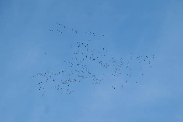 A flock of birds flies across the blue sky, October 26, 1919, Selters; stock photo, illustrative image, symbolic image, illustrative photo, Everyday scene: Numerous birds fly in loose, widely scattered groups against a cloudless blue sky. The photo was taken from below; the birds are visible as dark silhouettes with Copyright: x xW2Artx xThorstenxWagnerx