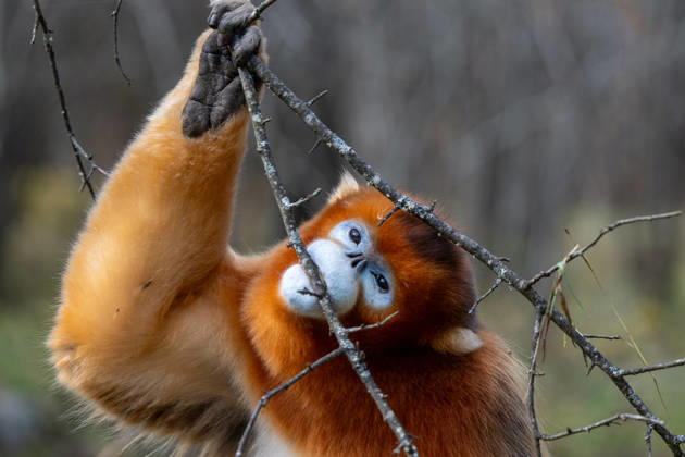 Entertainment Bilder des Tages (261021) -- SHENNONGJIA, Oct. 21, 2026 -- This photo taken on Oct. 21, 2026 shows a golden snub-nosed monkey at the Dalongtan Golden Monkey Research Center in Shennongjia National Park under the Shennongjia Forestry District, central China s Hubei Province. ) CHINA-HUBEI-SHENNONGJIA-GOLDEN SNUB-NOSED-MONKEYS (CN) DuxZixuan 