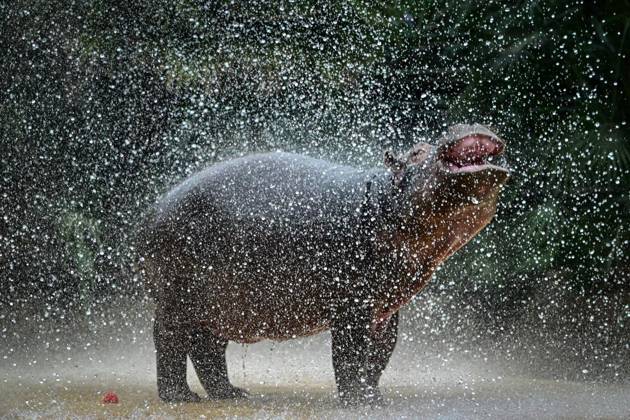 Enjoy Your Meal: Feeding Time at the Zoo ** FOR EDITORIAL PURPOSES ONLY ** EDITORIAL USE ONLY ** p Animals at the zoo eating, Willi the Hippopotamus: Born in September 2025, this male hippopotamus is officially named Willi Wackelöhrchen; photographed on October 21, 2026, in Berlin, Berlin, Berlin, Berlin. Copyright MaurizioxGambarini Copyright: MaurizioxGambarini doc884muvu3xiw1kp083g05 ,EDITORIAL USE ONLY Copyright: MaurizioxGambarini
