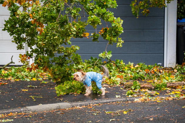 Severe Storms in Rhineland-Palatinate: Storm Uproots Trees and Damages Houses During the night of October 24, 2026, str