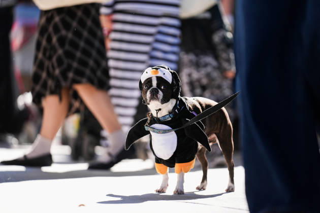 Howl oween Festival in Toronto TORONTO, CANADA - OCTOBER 24 : Dogs dressed in Halloween costumes are seen at the Bentway Howl oween festival in Toronto, Ontario, Canada on October 24, 2026. Dogs dressed in Halloween costumes competed in parade followed by prize ceremony. Mert Alper Dervis Anadolu Toronto Canada. Editorial use only. Please get in touch for any other usage.  Copyright: x2026xAnadoluxMertxAlperxDervisx