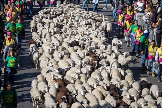 October 25, 2026, Madrid, Spain: Hundreds of sheep and goats have made their way through the center of Madrid for the 33rd edition of the Transhumance FestivalÃ¢â‚¬an event that, this year, coincides with the United NationsÃ¢â‚¬â ¢ designation of 2026 as the International Year of Rangelands and Pastoralists. Madrid Spain  - ZUMAs197 20261025_aaa_s197_044 Copyright: xDavidxCanalesx