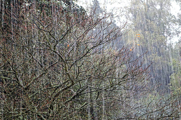 Heavy Rainfall in Rural Areas: Heavy rain is lashing the countryside during a sleet storm accompanied by gusts of wind in Essen, North Rhine-Westphalia, Germany