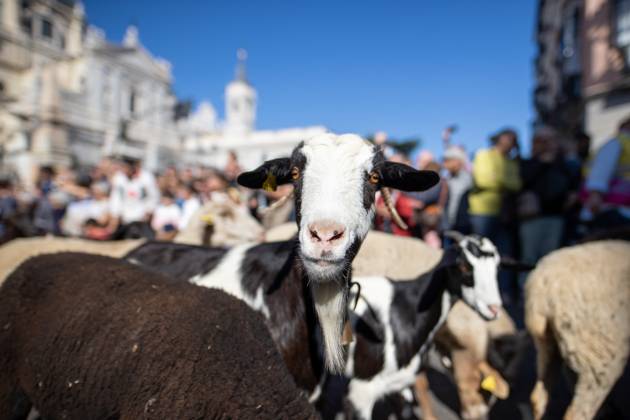 October 25, 2026, Madrid, Spain: Hundreds of sheep and goats have made their way through the center of Madrid for the 33rd edition of the Transhumance Festival an event that, this year, coincides with the United Nations™ designation of 2026 as the International Year of Rangelands and Pastoralists. Madrid Spain - ZUMAs197 20261025_aaa_s197_045 Copyright: xDavidxCanalesx