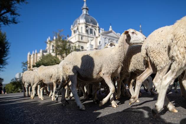 October 25, 2026, Madrid, Spain: Hundreds of sheep and goats have made their way through the center of Madrid for the 33rd edition of the Transhumance Festival an event that, this year, coincides with the United Nations™ designation of 2026 as the International Year of Rangelands and Pastoralists. Madrid Spain - ZUMAs197 20261025_aaa_s197_046 Copyright: xDavidxCanalesx