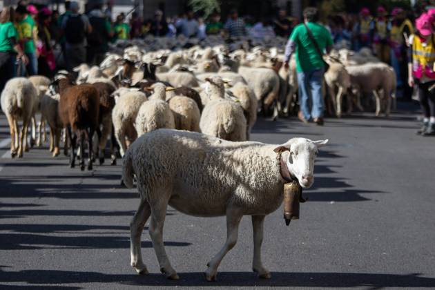 October 25, 2026, Madrid, Spain: Hundreds of sheep and goats have made their way through the center of Madrid for the 33rd edition of the Transhumance FestivalÃ¢â‚¬an event that, this year, coincides with the United NationsÃ¢â‚¬â ¢ designation of 2026 as the International Year of Rangelands and Pastoralists. Madrid Spain  - ZUMAs197 20261025_aaa_s197_050 Copyright: xDavidxCanalesx
