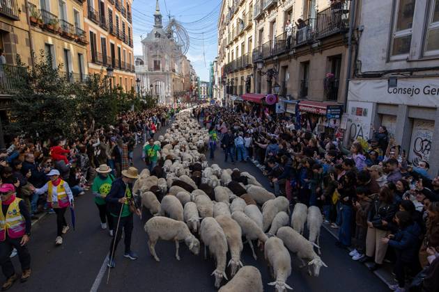 October 25, 2026, Madrid, Spain: Hundreds of sheep and goats have made their way through the center of Madrid for the 33rd edition of the Transhumance FestivalÃ¢â‚¬an event that, this year, coincides with the United NationsÃ¢â‚¬â ¢ designation of 2026 as the International Year of Rangelands and Pastoralists. Madrid Spain  - ZUMAs197 20261025_aaa_s197_051 Copyright: xDavidxCanalesx