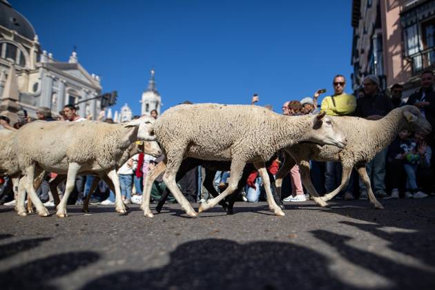 October 25, 2026, Madrid, Spain: Hundreds of sheep and goats have made their way through the center of Madrid for the 33rd edition of the Transhumance FestivalÃ¢â‚¬an event that, this year, coincides with the United NationsÃ¢â‚¬â ¢ designation of 2026 as the International Year of Rangelands and Pastoralists. Madrid Spain  - ZUMAs197 20261025_aaa_s197_053 Copyright: xDavidxCanalesx