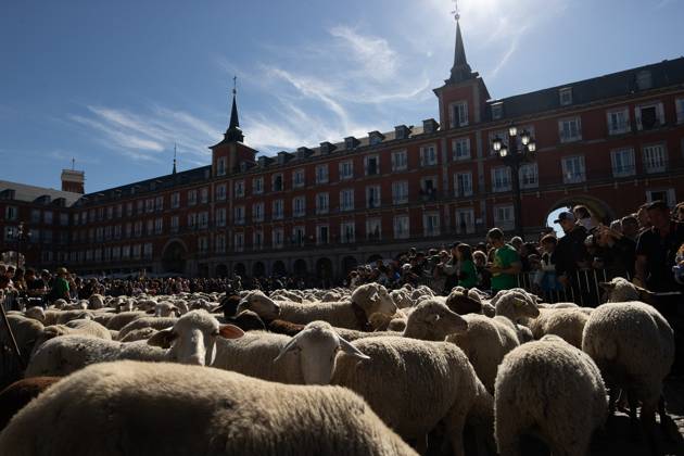 October 25, 2026, Madrid, Spain: Hundreds of sheep and goats have made their way through the center of Madrid for the 33rd edition of the Transhumance FestivalÃ¢â‚¬an event that, this year, coincides with the United NationsÃ¢â‚¬â ¢ designation of 2026 as the International Year of Rangelands and Pastoralists. Madrid Spain  - ZUMAs197 20261025_aaa_s197_054 Copyright: xDavidxCanalesx