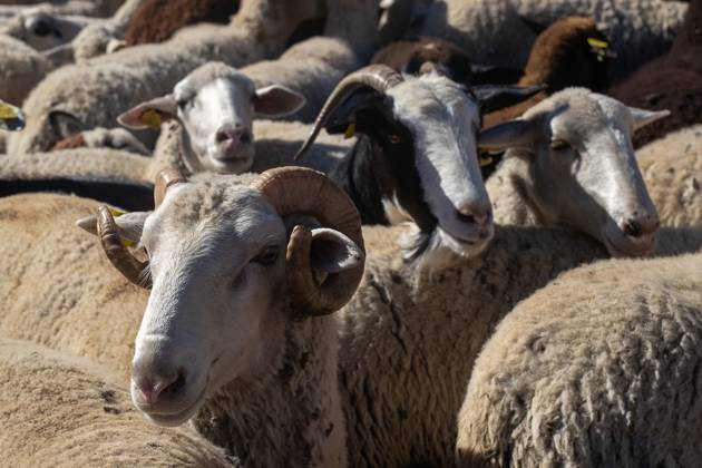 October 25, 2026, Madrid, Spain: Hundreds of sheep and goats have made their way through the center of Madrid for the 33rd edition of the Transhumance FestivalÃ¢â‚¬an event that, this year, coincides with the United NationsÃ¢â‚¬â ¢ designation of 2026 as the International Year of Rangelands and Pastoralists. Madrid Spain  - ZUMAs197 20261025_aaa_s197_055 Copyright: xDavidxCanalesx