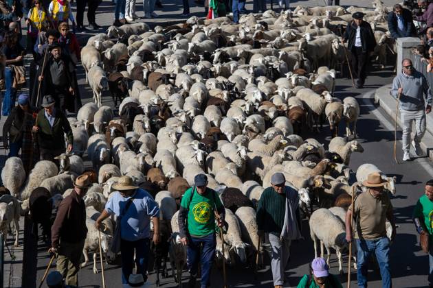 October 25, 2026, Madrid, Spain: Hundreds of sheep and goats have made their way through the center of Madrid for the 33rd edition of the Transhumance FestivalÃ¢â‚¬an event that, this year, coincides with the United NationsÃ¢â‚¬â ¢ designation of 2026 as the International Year of Rangelands and Pastoralists. Madrid Spain  - ZUMAs197 20261025_aaa_s197_056 Copyright: xDavidxCanalesx