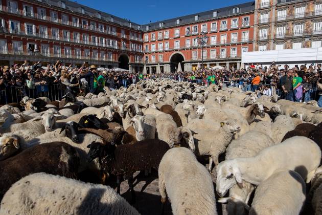 October 25, 2026, Madrid, Spain: Hundreds of sheep and goats have made their way through the center of Madrid for the 33rd edition of the Transhumance Festival an event that, this year, coincides with the United Nations™ designation of 2026 as the International Year of Rangelands and Pastoralists. Madrid Spain - ZUMAs197 20261025_aaa_s197_049 Copyright: xDavidxCanalesx