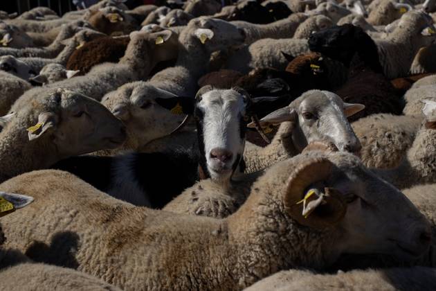 October 25, 2026, Madrid, Spain: Hundreds of sheep and goats have made their way through the center of Madrid for the 33rd edition of the Transhumance Festival an event that, this year, coincides with the United Nations™ designation of 2026 as the International Year of Rangelands and Pastoralists. Madrid Spain - ZUMAs197 20261025_aaa_s197_052 Copyright: xDavidxCanalesx