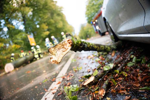Fallen Tree in Schwerte: 80-centimeter-thick Tree Crashes Into Moving Car – Passengers Narrowly Escape Disaster 7aIMG 0578225 Fallen Tree in Schwerte: 80-centimeter-thick Tree Crashes Into Moving Car – Passengers narrowly escape disaster North Rhine-Westphalia, Schwerte, Germany Copyright: 7aktuell.dex xMarcxGruber 0578225 20261025_7a_vuschwertebaum_578225