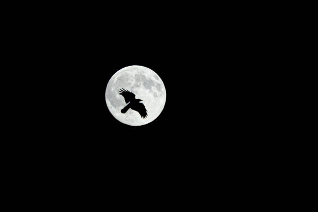 October 25, 2026, GER, Wildlife, Nature, Full Moon; a common raven flies as a silhouette against the full moon. The so-called Hunter s Moon —the full moon in October—is silhouetted by common ravens as they search for a place to roost. 99867 Gotha City Center, Thuringia, Germany