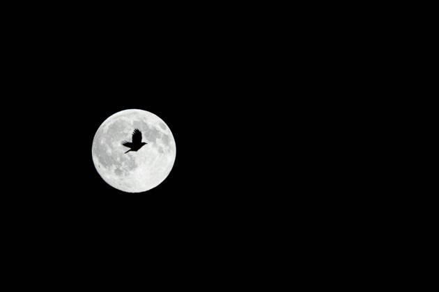 October 25, 2026, GER, Wildlife, Nature, Full Moon; a common raven flies as a silhouette against the full moon. The so-called Hunter s Moon —the full moon in October—is silhouetted by common ravens as they search for their roost. 99867 Gotha City Center, Thuringia, Germany