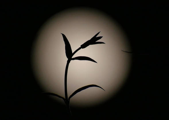 Full Hunters Moon The full Hunters Moon in the evenings sky., Credit:Geoffrey Swaine Geoff Swaine - B4563 Avalon UK, Oxfordshire, Dunsden  Copyright: xGeoffreyxSwainex xGeoffxSwainex-xB4563x xAvalonx 1146563295