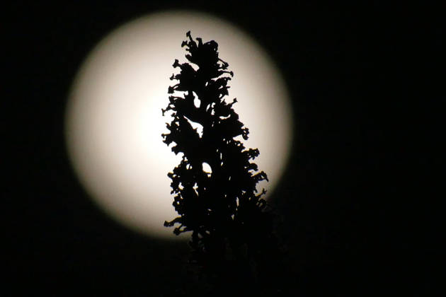 Full Hunters Moon The full Hunters Moon in the evenings sky., Credit:Geoffrey Swaine Geoff Swaine - B4563 Avalon UK, Oxfordshire, Dunsden  Copyright: xGeoffreyxSwainex xGeoffxSwainex-xB4563x xAvalonx 1146563299