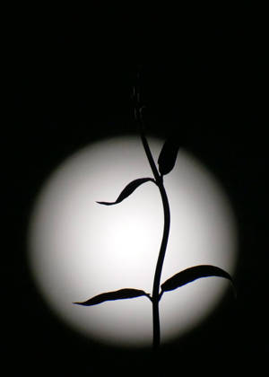 Full Hunters Moon The full Hunters Moon in the evenings sky., Credit:Geoffrey Swaine Geoff Swaine - B4563 Avalon UK, Oxfordshire, Dunsden  Copyright: xGeoffreyxSwainex xGeoffxSwainex-xB4563x xAvalonx 1146563308