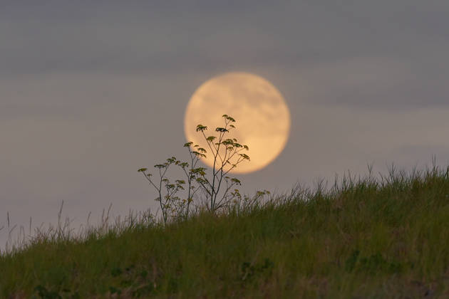Full Hunter s Moon rises over San Francisco Bay SAN FRANCISCO, CA - OCTOBER 25: The full moon is known as the Hunter s Moon rises over Seal Point Park near the San Francisco Bay in San Mateo, California, United States on October 25, 2026. Tayfun Coskun Anadolu California United States. Editorial use only. Please get in touch for any other usage.  Copyright: x2026xAnadoluxTayfunxCoskunx