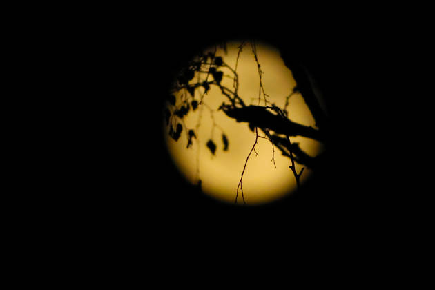 October 27, 2026, Full Moon; the photo shows branches against the full moon