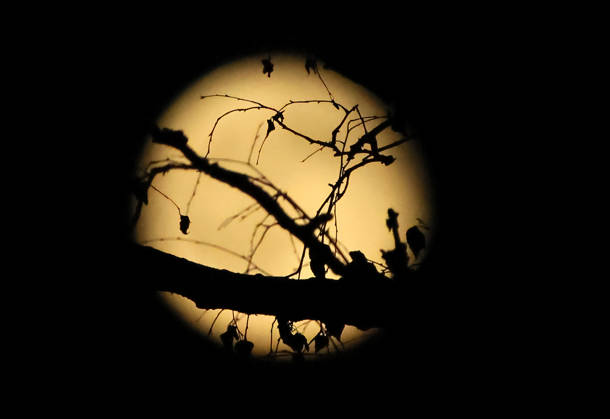 October 27, 2026, Full Moon; the photo shows branches against the full moon