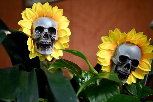 HALLOWEEN DISPLAYS, Halloween decorations are seen on homes in Sydney, Friday, October 30, 2026. ( NO ARCHIVING SYDNEY NEW SOUTH WALES Australia  Copyright: xBIANCAxDExMARCHIx 20261030134135700031