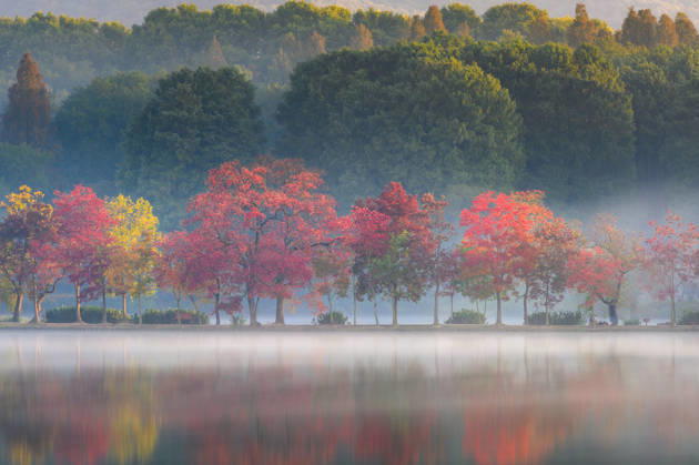 NANJING, CHINA - OCTOBER 31: Trees with interwoven colors and the quiet lake water present scenic views under the autumn morning mist at the Moon Crescent Dyke of Qianhu Lake in front of the Botanical Garden on October 31, 2026 in Nanjing, Jiangsu Province of China.  Copyright: xVCGx 111678300601