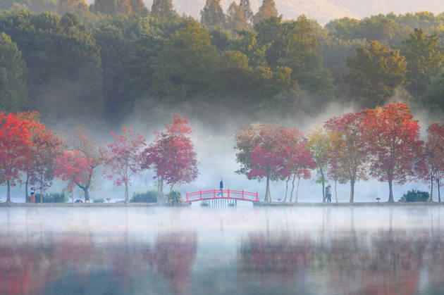 NANJING, CHINA - OCTOBER 31: Trees with colorful foliage and a quiet lake are shrouded in autumn morning mist at the Crescent Dam of Qianhu Lake, Nanjing Botanical Garden Memorial Sun Yat-Sen on October 31, 2026 in Nanjing, Jiangsu Province of China.  Copyright: xVCGx 111678300602